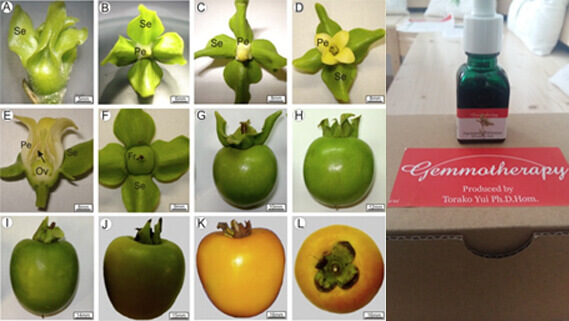 Macerat glicerinic de Curmal japonez