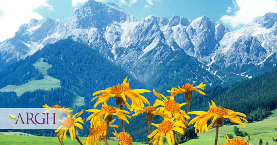 Arnica - Remediul homeopatic nr. 1