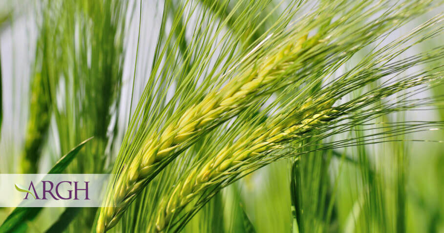 Despre Orzul verde