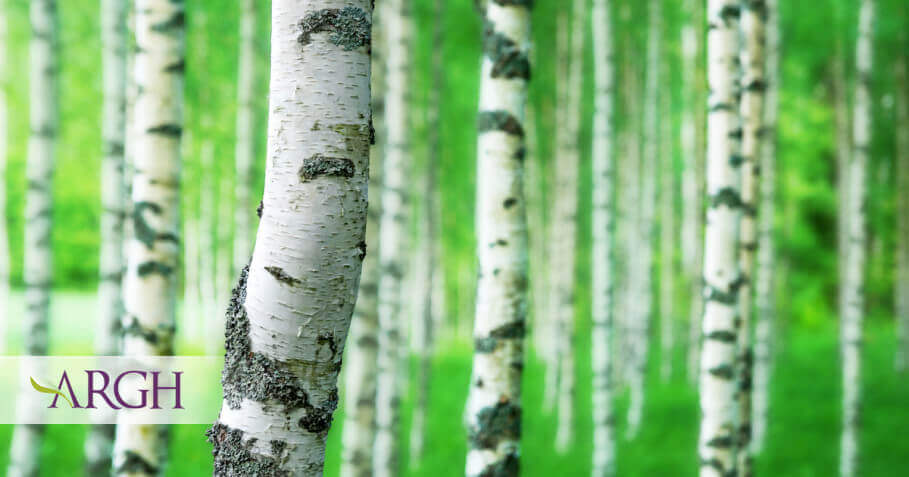 Detoxifierea organismului cu extractul din seva de Mesteacan