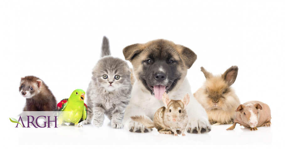 Homeopatie veterinara