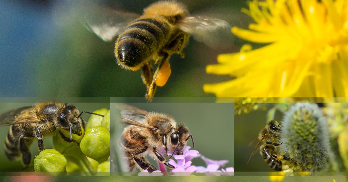 Gemoterapie si apiterapie. Sprijin in diferite etape ale vietii femeii - pubertate, varsta fertila, menopauza