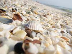 Hotel Best Western Savoy - Mamaia
