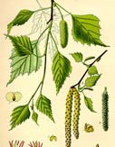 betula pendula betula pendula
