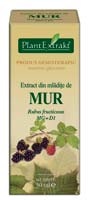 Extract din mladite de mur