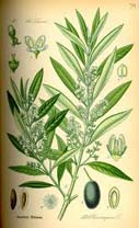 olea europaea