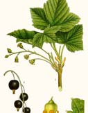 ribes nigrum