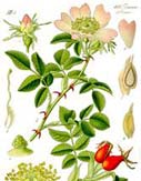 rosa canina