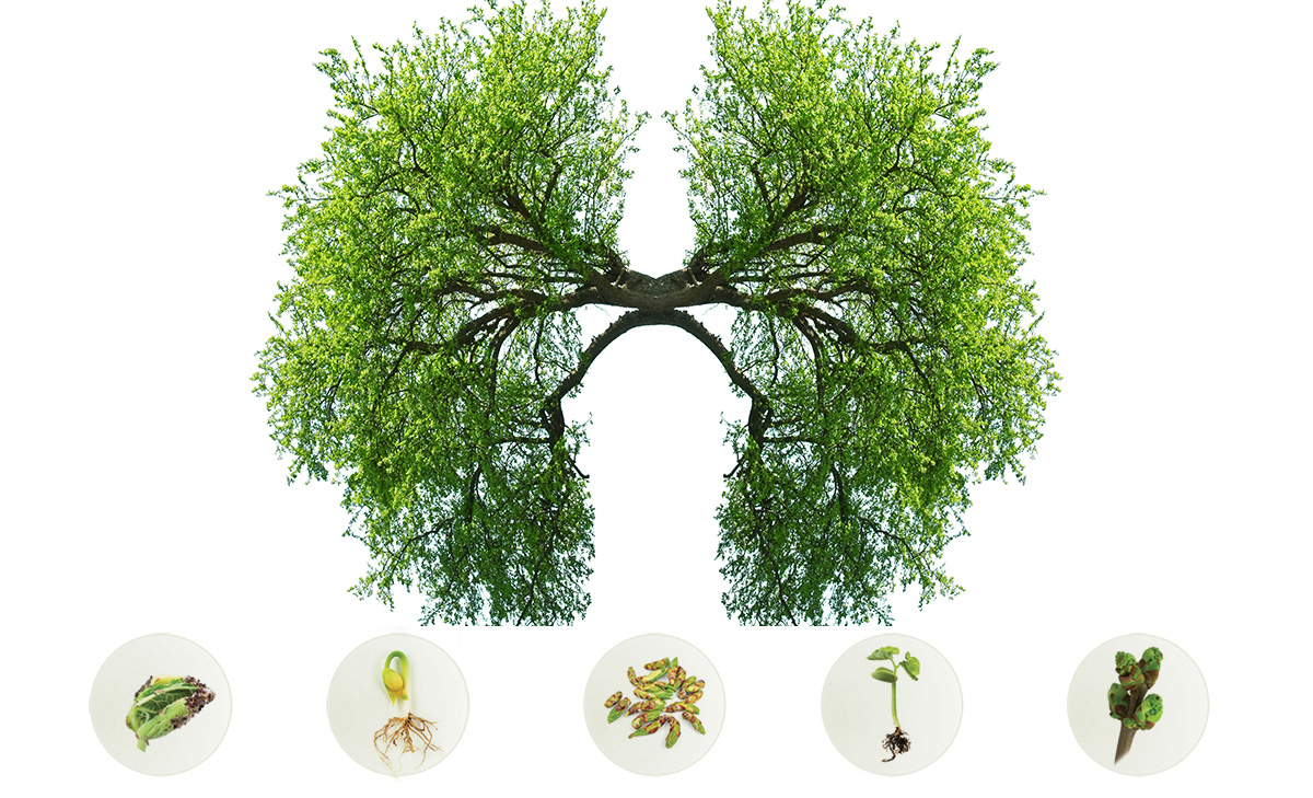 Webinar Gemoterapie - Caprifoiul și Călinul în patologia respiratorie